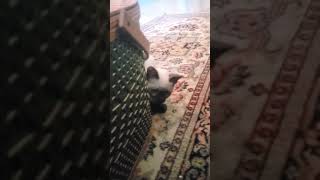 playing cat and mouse. by Red Richardson 7 views 3 years ago 1 minute, 51 seconds