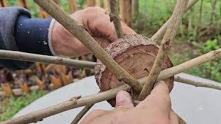 Beautiful idea with old tire and dry garden branches #diy