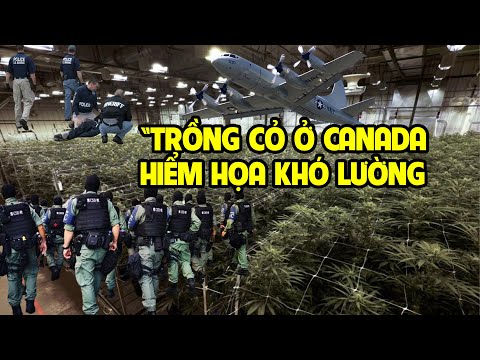 KHÁCH DU LỊCH VN "TRỒNG CỎ" BẤT HỢP PHÁP Ở CANADA KÊU CỨU 2023 mới nhất