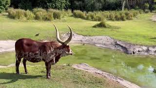 🏰WDW Kilimanjaro Safaris | Animal Kingdom Africa #disneyeveryday