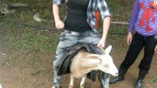 Goat Riding Goat Riding