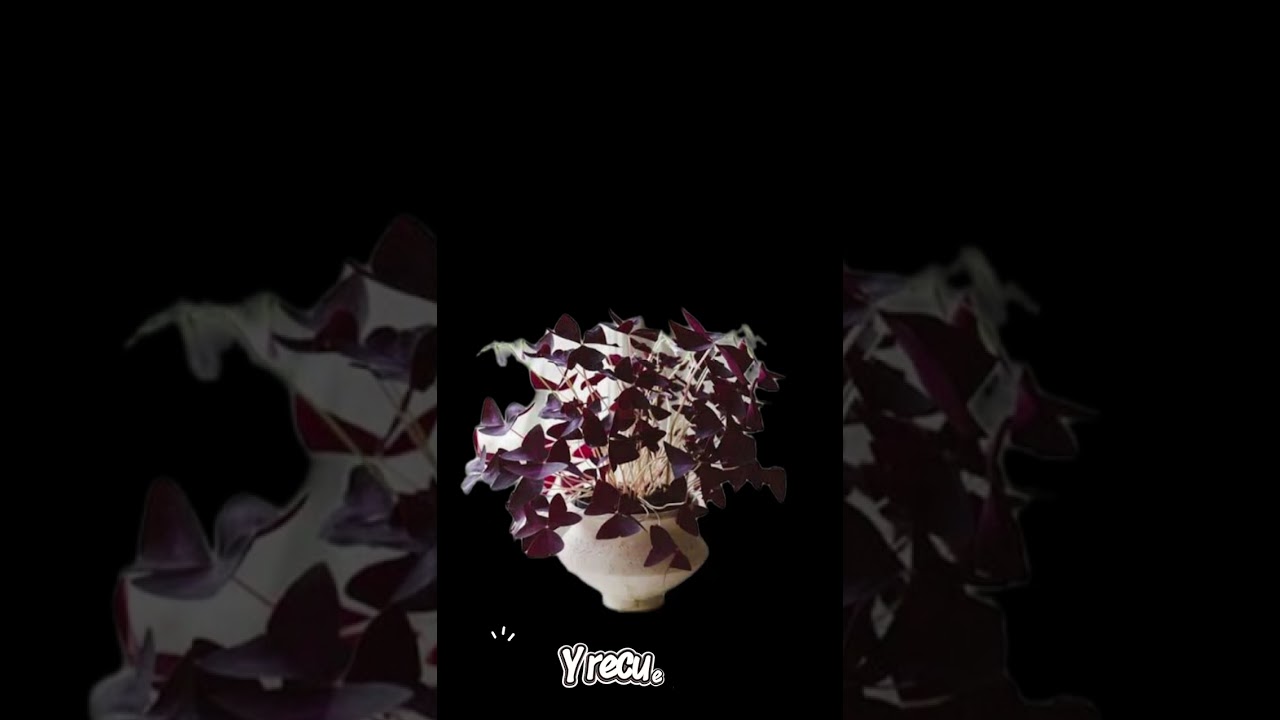 Plantas para el interior de tu casa 