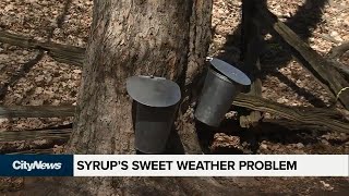 Warmer temperatures disrupting maple syrup production