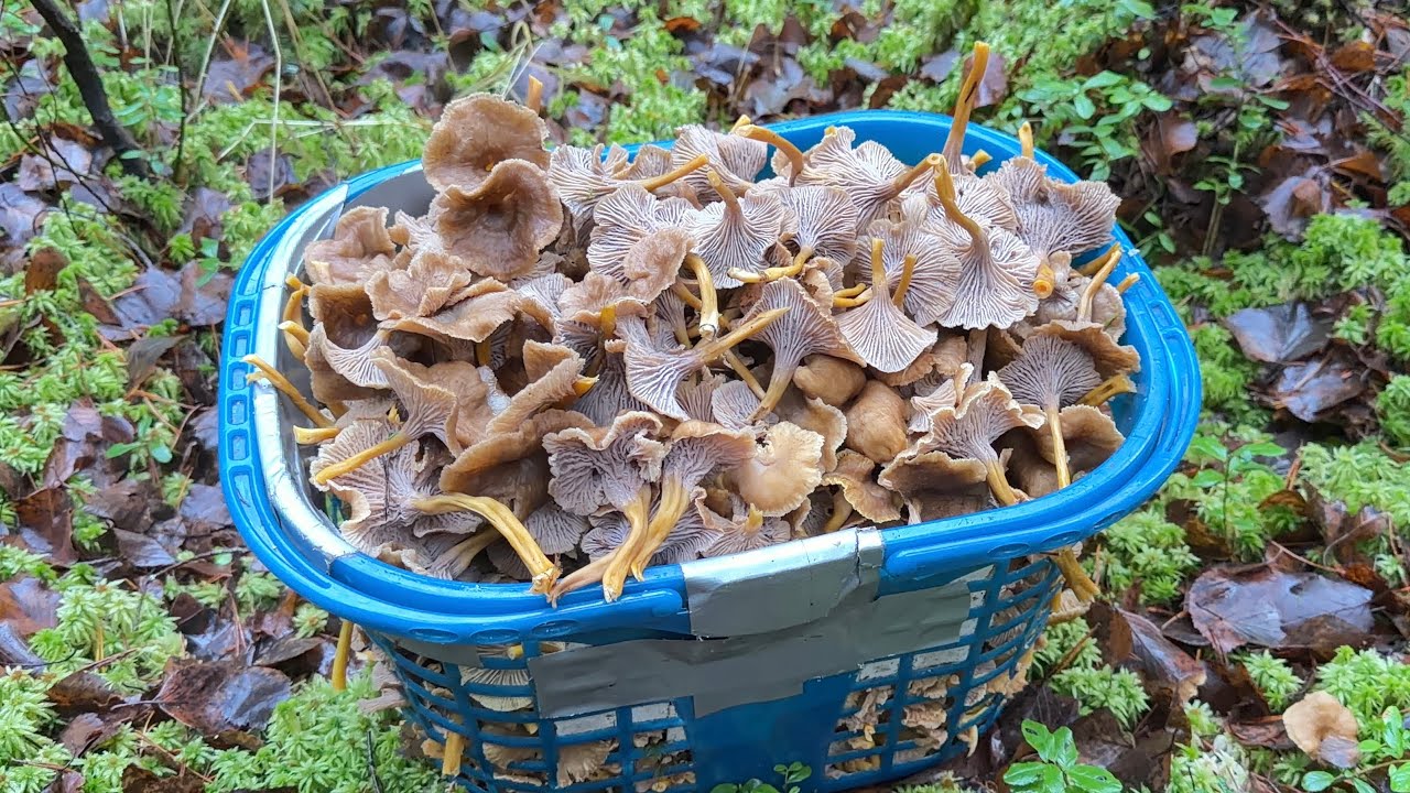 (Rerun) ไฮไลท์สวยๆ Trattkantarell 🇸🇪(Cantharellus_Tubaeformis) กลุ่มใหญ่ๆ สวยเหมือนดอกไม้