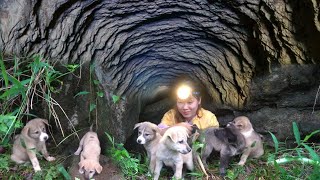 Download Lagu Rescue Abandoned Puppies in Deep Underground Cave - Building House For Dog / CEO leaves the city MP3