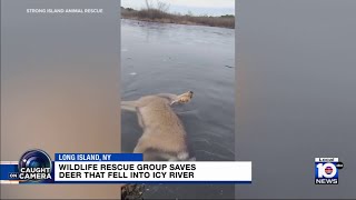 2 men rescue deer stuck on icy river in New York