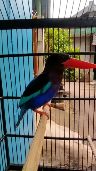 suara pikat burung Tengkek udang dijamin Ampuh langsung nyaut