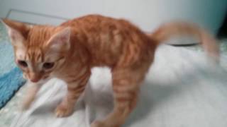 Реакция котенка на чистое полотенце.,хочет купаться. Реакция котенка на чистое полотенце.,хочет купаться.
