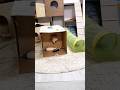 弾丸猫2。 #cat #猫 #チロルンライフ #弾丸猫