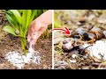 Simple Ways to Get Rid Of Pests And Grow Plants