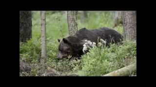 Brown Bear watching in Estonia