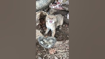 Bobcat trapping up close and personal