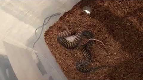 Nagini - Lil G. Woma python feeding