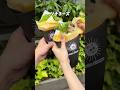 アロハクレープのおすすめ【ツナチーズ】クレープ✨