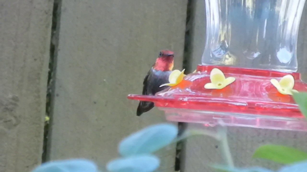 Anna's x Rufous Hummingbird Hybrid 