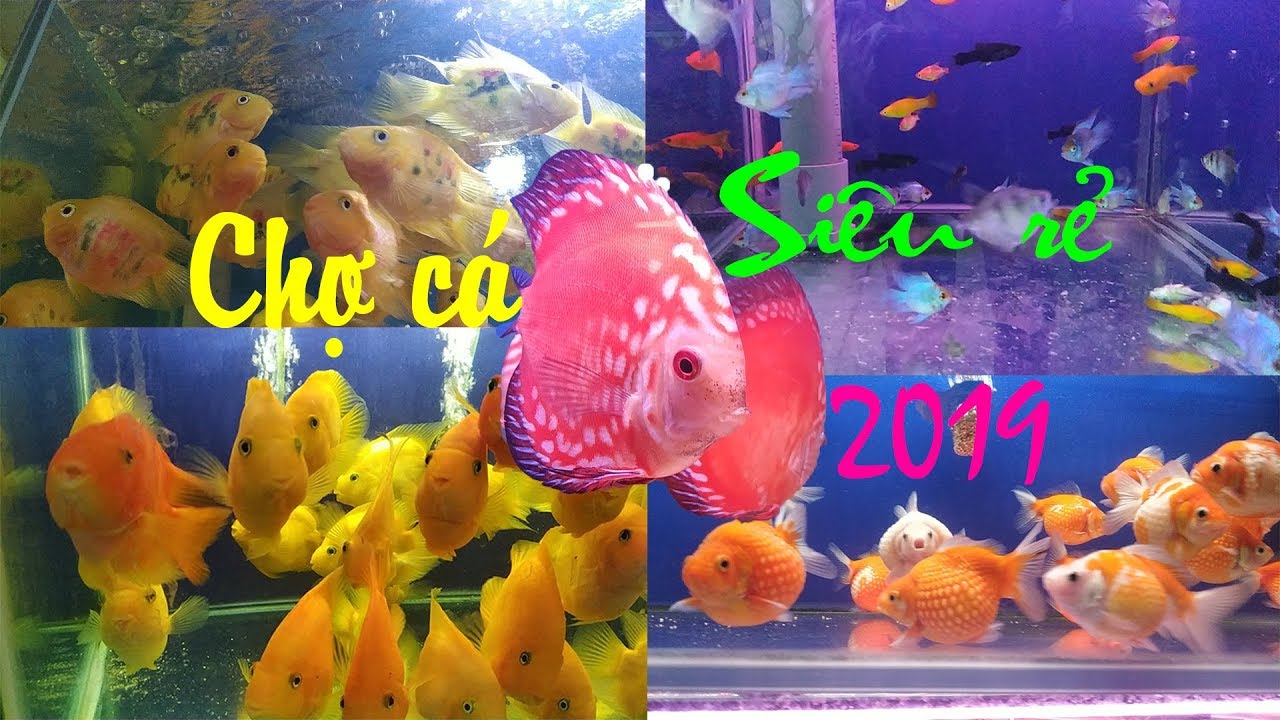cá cảnh nguyễn thông Update 2022 CHỢ CÁ CẢNH SIÊU RẺ, SIÊU ĐẸP ở đường Nguyễn Thông Sài Gòn 2019 | Aquarium Fish Market In HoChiMinh