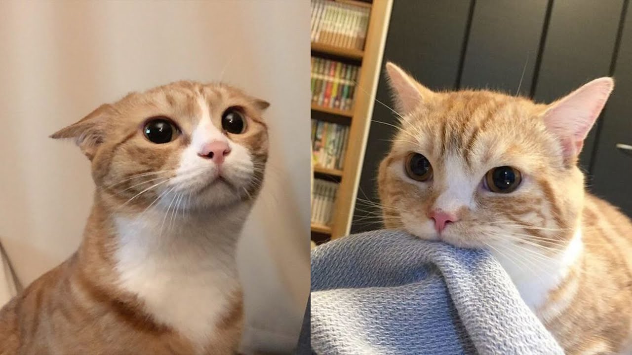 Cats Just Doing What Cats Do Best 🤣Funny Cats Videos 2025 🐱 Part 62