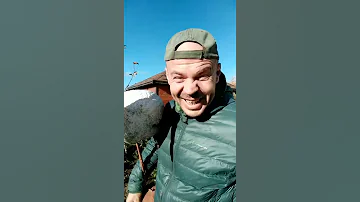 Гнездо для аиста