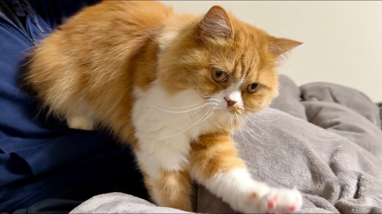 ねこと一緒に過ごすいつもの夜 - YouTube