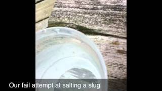 Our Fail Attempt At Salting A Slug