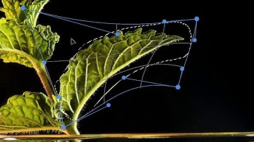 How to: Transform a Selection in Photoshop