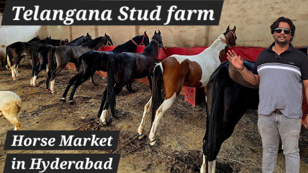 Telangana Stud Farm | Ghode Ghodiya Mare Stallion Filly & Colt | Ameengadh Sheep @Shastripuram | HYD