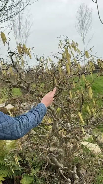 The magic of Corylus avellana ‘Contorta'.  #gardening