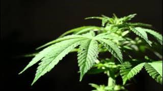 Rootz Underground - Herb Fields