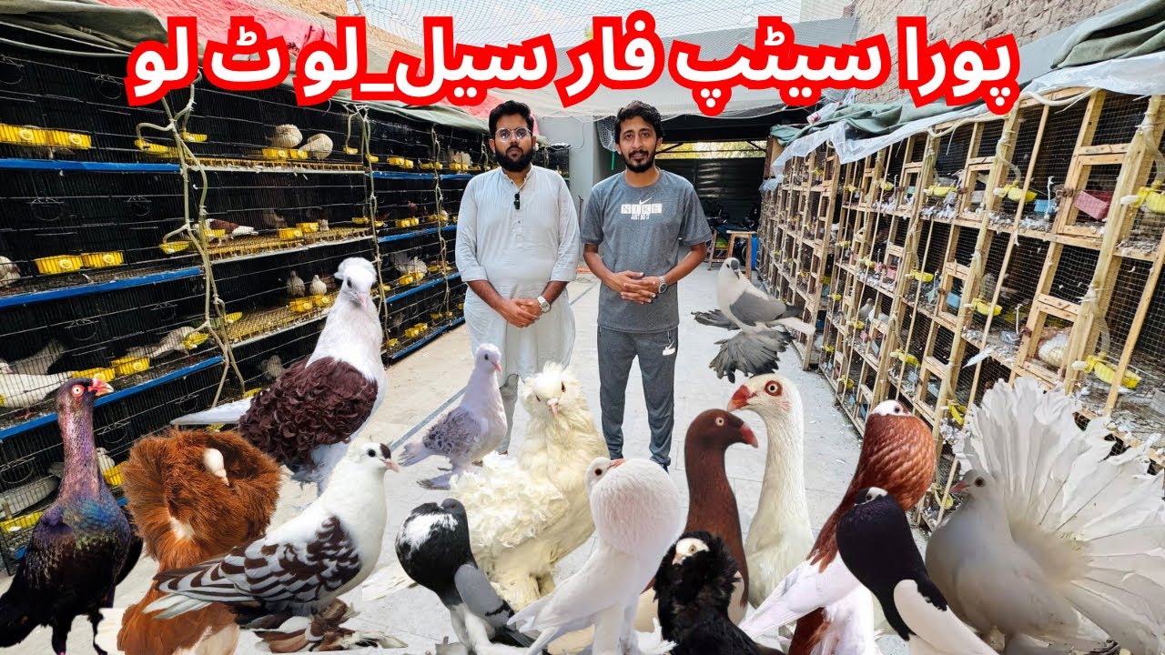 Frillback | jacobin | swallow | Pouter |American Lucky |pigeon Breeder pair for sale Multan Pakistan