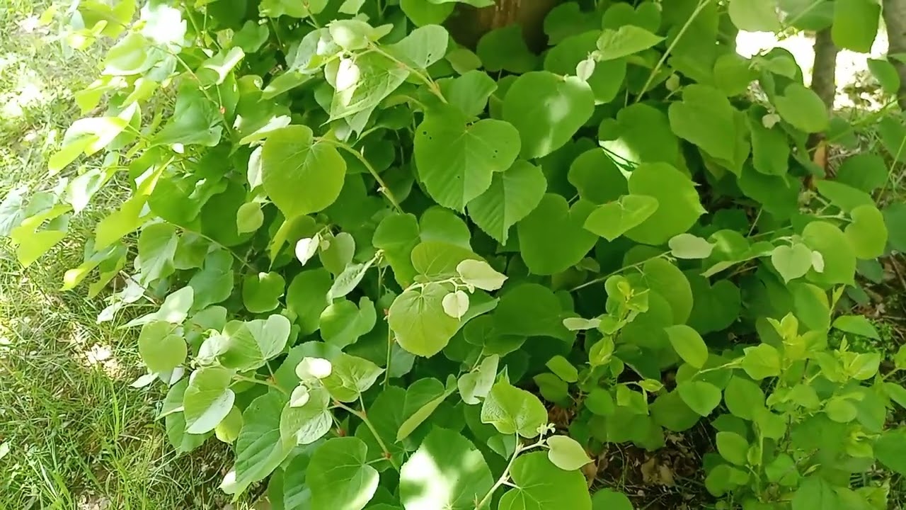 Ihlamur ağacı ile ilgili bu bilgileri mutlaka izleyin