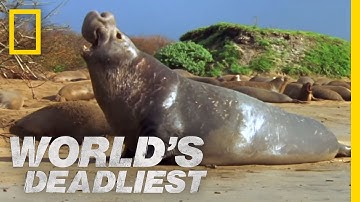 Elephant Seal vs. Elephant Seal | World