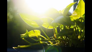 Researchers Turn Plants Into Renewable Power Sources