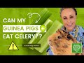 Debunking the Myth: Can Guinea Pigs Safely Enjoy Celery? Discover the Truth Here
