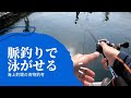【海上釣堀】脈釣りでアジを泳がせて釣る青物