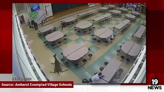 VIDEO: Deer crashes through cafeteria window at Lorain County middle school
