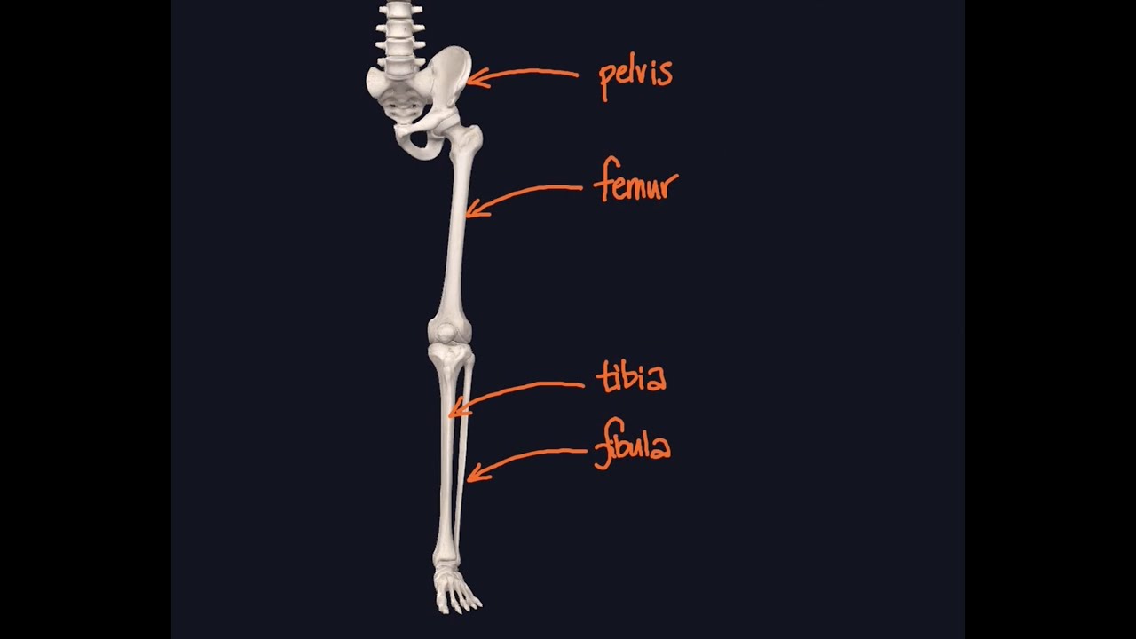 Анатомия в условиях карантина с профессором Элис Робертс #9: Кости нижних конечностей