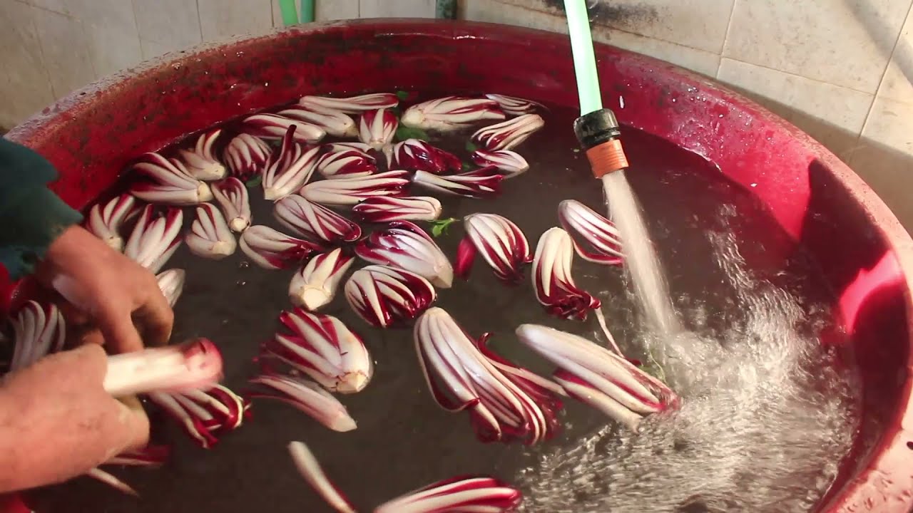 Imbianchimento del radicchio | Sapori di Quaggio