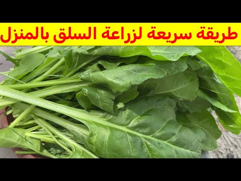 أسرار نجاح زراعة السلق بالمنزل دليل شامل لزراعة السلق بالمنزل خطوة بخطوة