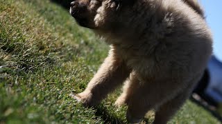 How to Help Your Akita Overcome Fear of Loud Noises by Akita USA 61 views 3 weeks ago 3 minutes, 51 seconds