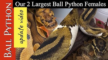 BALL PYTHON UPDATE VIDEO 2020:  #clownballpython, #piedballpython