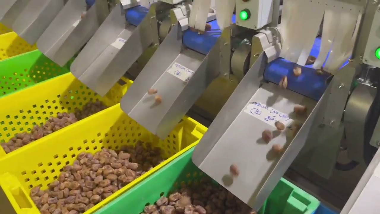 التمر العربي arabia dates sorting and grading machine # China VSEE company