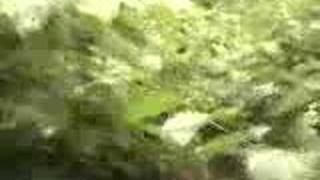 Skunk Ape Part 1