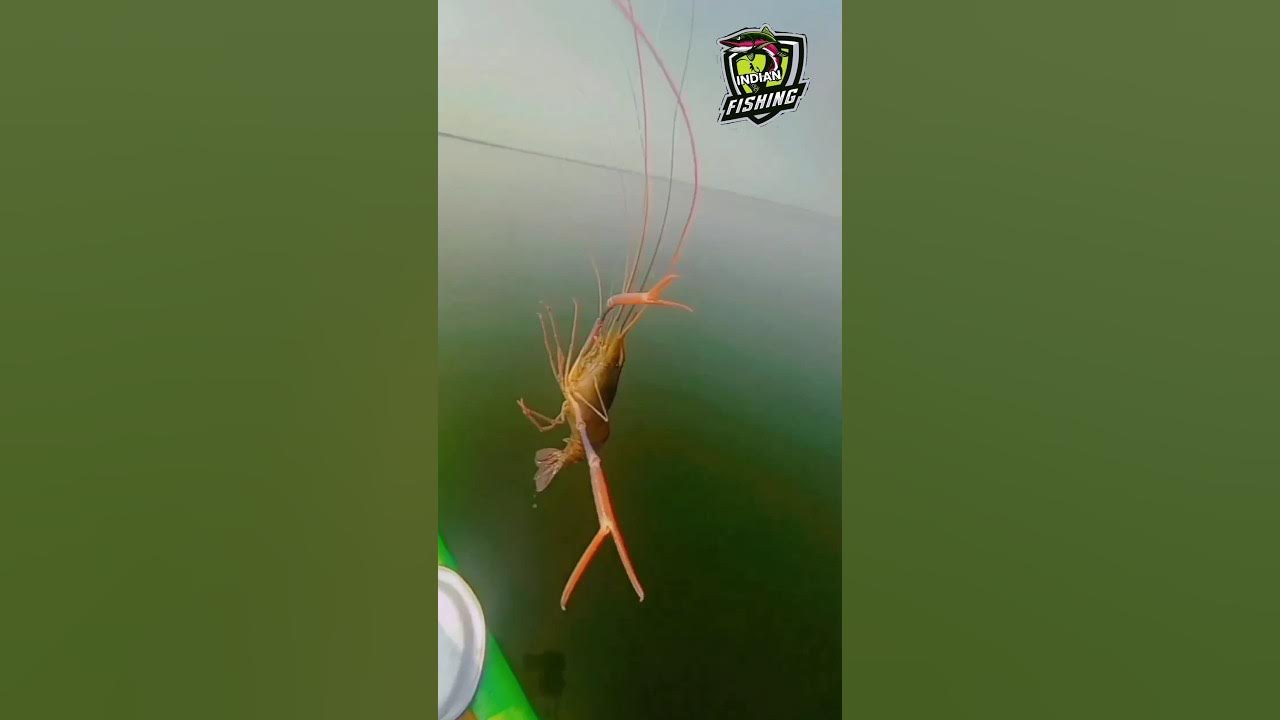 Indian zinga fish 🦐 zingafish dryfish short shortvideo machhiwara