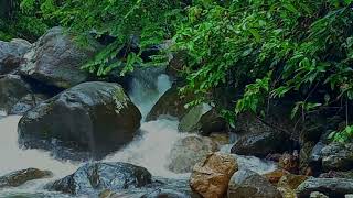 Clear Spring Water Flowing in the Forest, Birds Chirping, Beautiful Nature Sounds