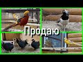 Продаю фазанов 2021г. I sell pheasants 2021.