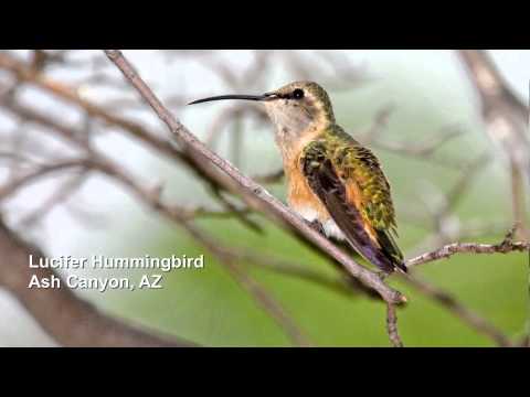 ± Free Streaming Amazing Birds of America