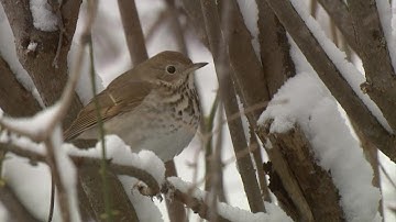 Climate change could alter bird habitats, experts say