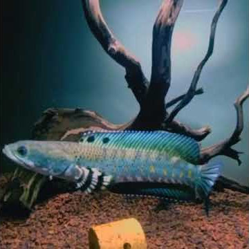 story wa ikan Channa||Channa blue pulchra||Channa kerdil.