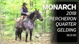 Blue Roan Draft Cross Gelding Monarch, 2019 Percheron Quarter Horse 16.3 Hands