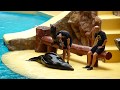 Loro Parque Sea Lion Show (1080p HD)